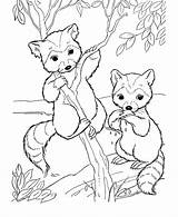 Coloring Pages Animals Wild Baby Animal Sheets Kids Raccoon Activity Popular Zoo sketch template