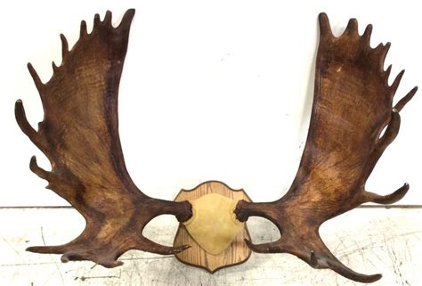 home moose antlers moose antlers