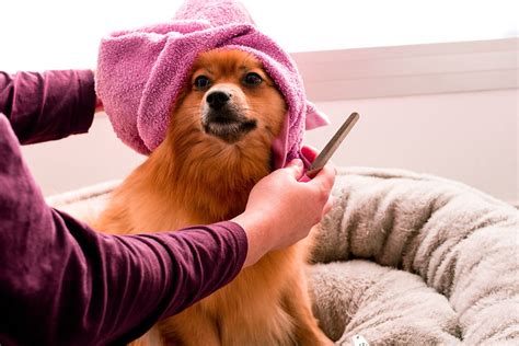 services koehler dog spa leading groomers  stylists