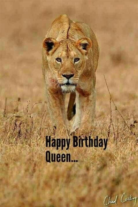 pin  melissa peterson  leo pix lion  lioness happy birthday