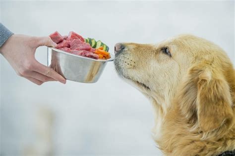 chewy dog food brands