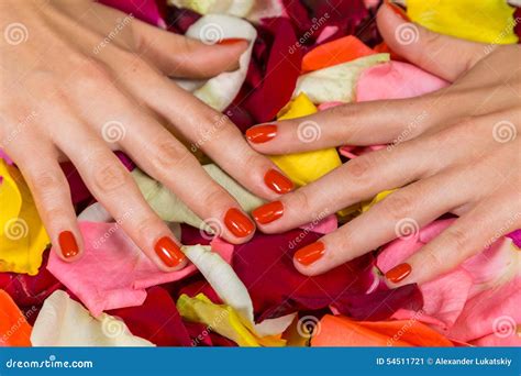 beautiful hands   nice manicure stock image image  nice nail