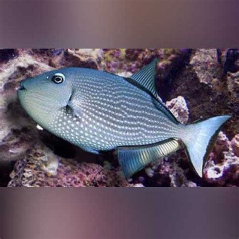 blue jaw triggerfish female aquariumfishsalecom