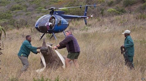 south africa rhino deaths hit record despite conservation push bbc news