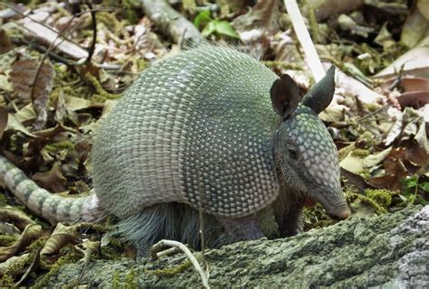 facts  banded armadillo research news