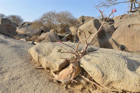 desert plants hold  key  crop survival kaust insight