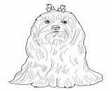 Dog Coloring Pages Printable Maltese Print sketch template