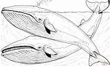 Baleia Ballenas Ballena Desenhos Orca Whales Azules Wale Blauwale Baleine Desenhar Iceland Lapiz Blauwal Jorobadas Atividades Gris Coloriages Humpback Kategorien sketch template