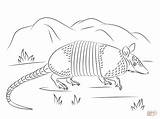 Armadillo Coloring Pages Nine Banded Drawing Sheet Tatou Un Template Grass Walking Printable Walks Draw Getdrawings Coloringbay Designlooter Coloriage Drawings sketch template