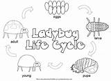 Cycle Coloring Pages Ladybug Color Kids Lady Bug Printable Plant Kid Preschool Chicken Crystalandcomp Flower Lifecycle Cycles Bugs Materials Way sketch template
