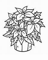 Coloring Pages Poinsettia Bucket Flower Christmas Printable Colouring National Mistletoe Plant Color Print Chaconia Adult Winter Netart Getcolorings Sheets Template sketch template