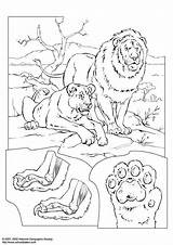 Kleurplaat Leones Lions Leeuwen Colorare Lion Savane Leoni Coloring Coloriages Jungle Lionne Disegni Partager Educima sketch template