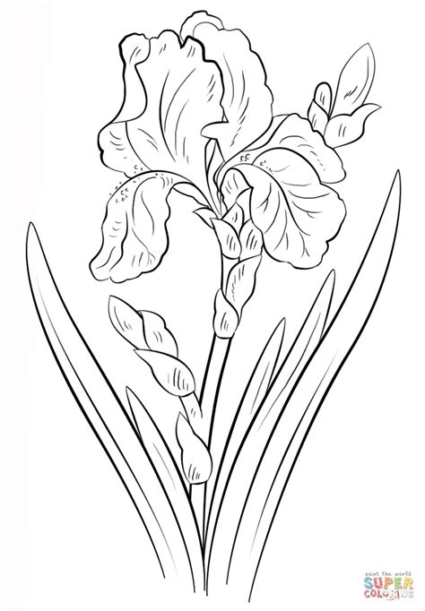 blue iris coloring page  printable coloring pages iris drawing