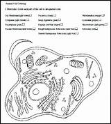 Organelles Ribosomes Getdrawings Prokaryote K5worksheets Biologycorner Cytology Chessmuseum sketch template