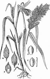 Millet Corn Broom Tiff sketch template