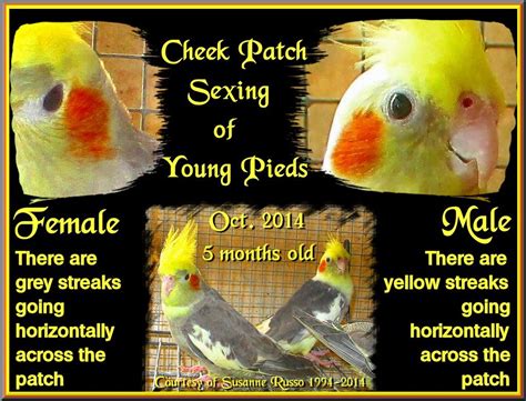 if ﻿ you are new to cockatiels it may not seem like a big deal to know the gender sex of the