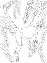 Spider Monkey Coloring Handed Pages Supercoloring sketch template