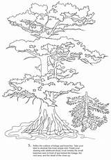 Dover Ausmalen Wurzeln Baum Sheets sketch template