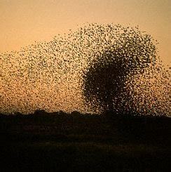 content   swarm  mosquitoes soul shepherding