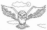 Owl Buho Hedwig Coruja Buhos Colorir Owls Corujas Horned Vuelo Volando Bagoly Ojos sketch template