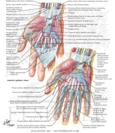 palmar deep fascia wrist  hand deeper palmar dissections