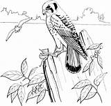 Kestrel Coloring Sparrow Pages American Hawk Falcons Printable Supercoloring Bird Drawings Kids Birds Book Categories Clipart Nature sketch template