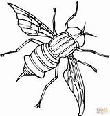 Mosca Fliege Colorare Ausmalbild Insectos Mouches Moscas Insetti Ausmalbilder Mosquitos Ausdrucken Designlooter Coloriages Horsefly Printmania sketch template