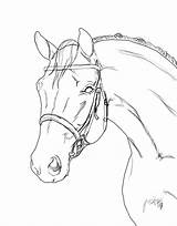 Horse Lineart Coloring Horses Bridle Pages Drawing Deviantart Drawings Tack Head Riders Outline Warmblood Cliparting Visit Sketch sketch template