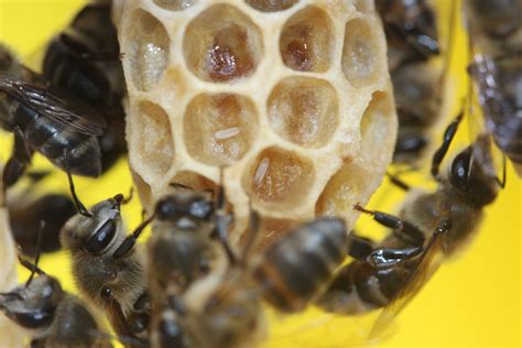Researchers Discover A Gene In Honey Bees That Causes Virgin Birth