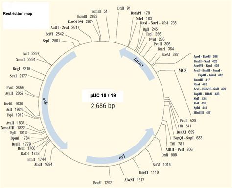 plasmid vector map images puc plasmid map pgex vector map
