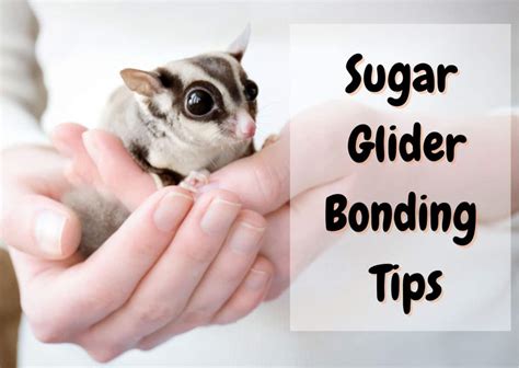 bond   sugar glider fast  easy steps  pet savvy