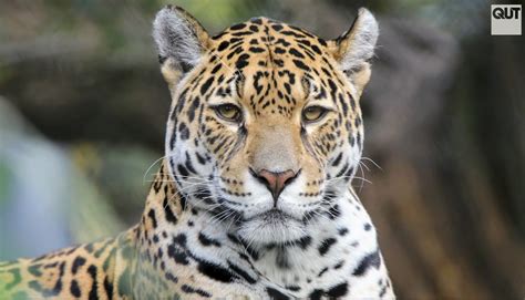 jaguars    severely threatened earthcom