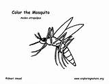 Mosquito Coloring Support Exploringnature Sponsors Wonderful Please sketch template