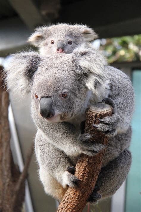 baby koala joeys   cute