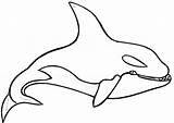 Coloring Whale Shamu Orca Outline Pages Killer Clipart Printable Kids Clip Cartoon Drawing Fish Cliparts Pic Stencil Choo Rainbow Train sketch template