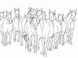 Herd sketch template