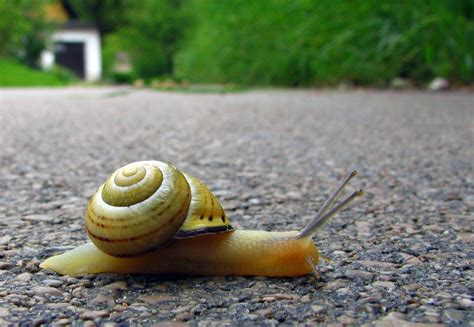 snails start  blog