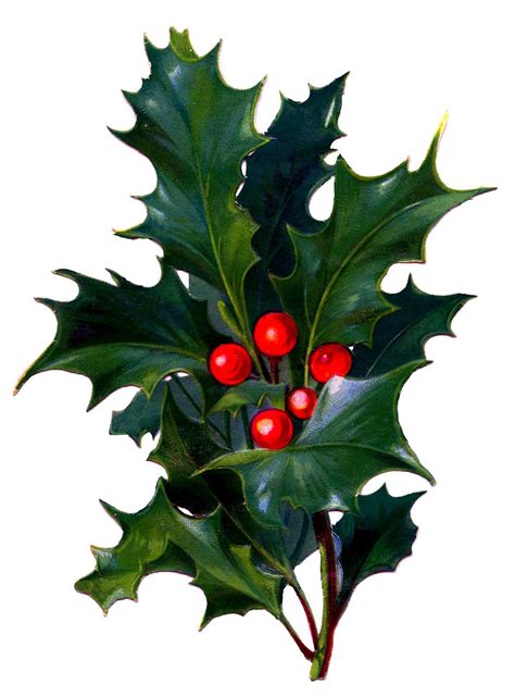 victorian christmas clip art holly  bright red berries