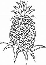 Pineapple Coloring Pages Print Pineapple1 sketch template