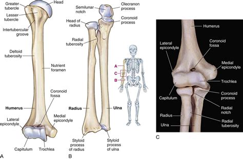 humerus radius ulna anatomy bones human anatomy  p vrogueco