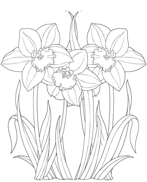 artfully beautiful daffodils coloring pages coloring pages