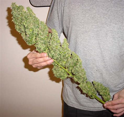 huge bud marijuana photo  fanpop