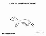 Coloring Ermine Weasel Pages Tailed Long Short Printing Animals Longtail Exploringnature sketch template