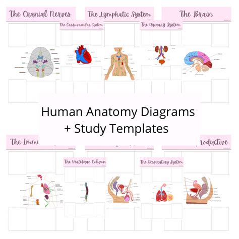 anatomy  physiology note  templates hand drawn diagrams etsy