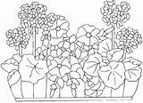 Geranium Jardiniere Geraniums Plante Plantes Nounouduveron sketch template