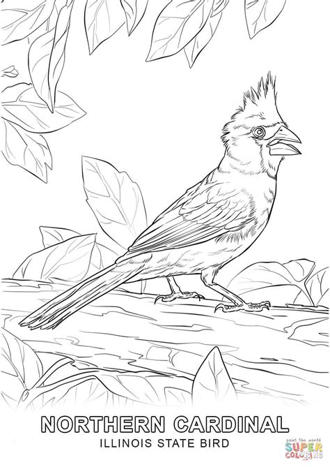 illinois state bird coloring page  printable coloring pages