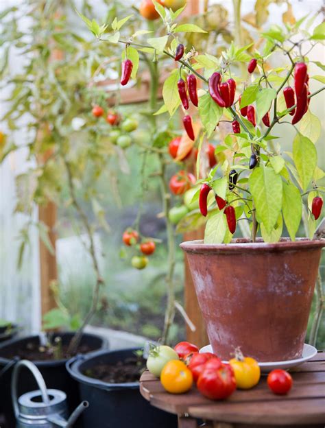 grow peppers   pot eatingwell
