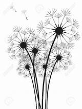 Dandelion Dandelions Drawing Silhouette Illustration Blowing Stock Flower Vector Puff Clipart Clip Drawings Botanical Board Getdrawings Depositphotos Isolated Choose Coloring sketch template