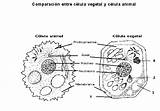 Eucariota Celula Vegetal Célula Microorganismos Pintar Procariota sketch template