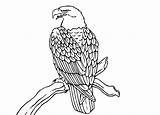 Eagle Bald Adler sketch template